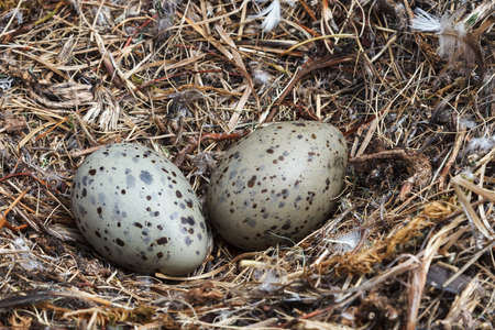 Colorful gull eggs in natural habitat, closeupの写真素材