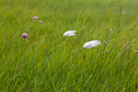 Green grass field with two fluffy plants waving in the wind, selective focus, background