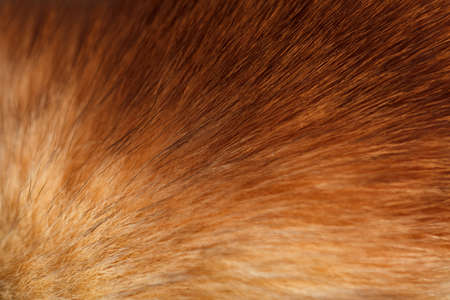 Fluffy ginger fur texture or background, selective focus, closeupの写真素材