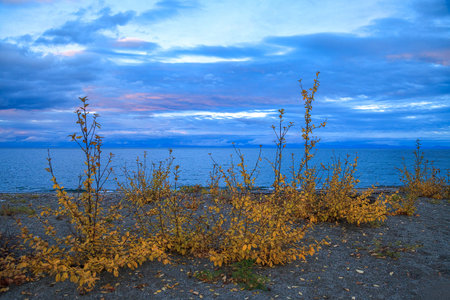 Yellow bushes on sunset background in blue and pink colors, autumn landscape