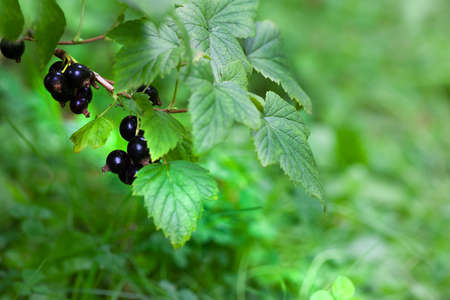 Tree branch with berries of black currant on blurred green background, closeup viewの写真素材