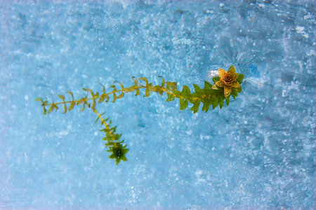 Frozen flower of water plant under transparent blue ice surface, magical winter background, close-up...