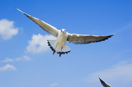 seagull