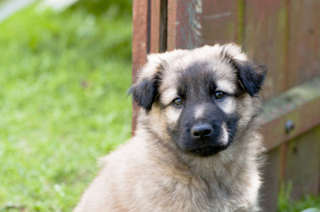 portrait of sad little dogの写真素材