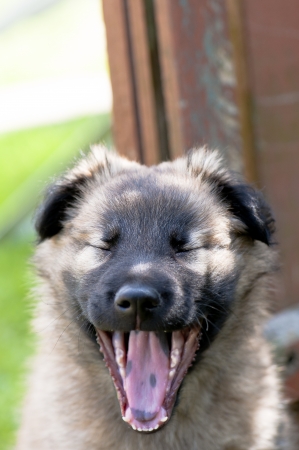 portrait of a yawning puppyの写真素材