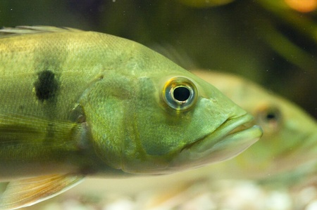 Portrait of fish の写真素材