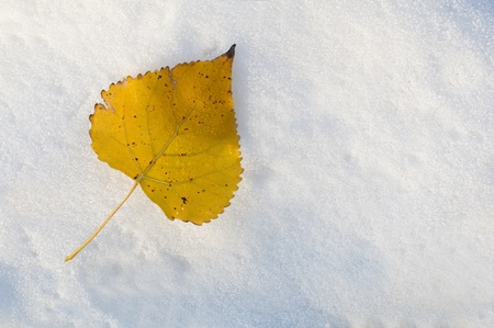 one yellow leaf on the snowの写真素材