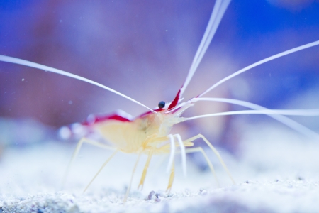 marine shrimp Lysmata amboinensis  Cleaner Shrimp の写真素材