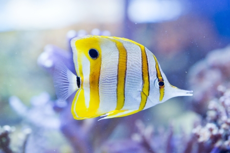 Chelmon rostratus  Copperband Butterflyfish  - colorful sea fishの写真素材