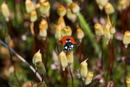 Close-up of a ladybug on moss