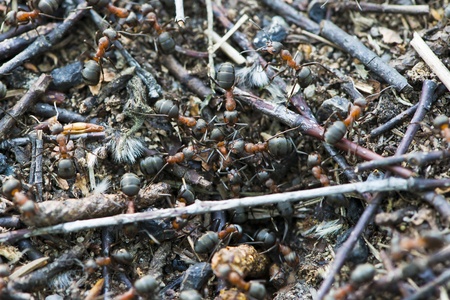 Close-up of a group of antsの写真素材