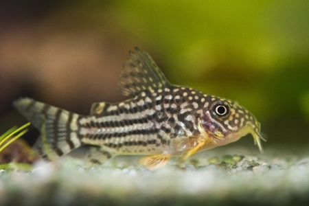 beautiful aquarium fish Corydoras sterbaiの写真素材