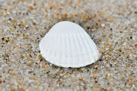 Close-up of a shell lying on the beach