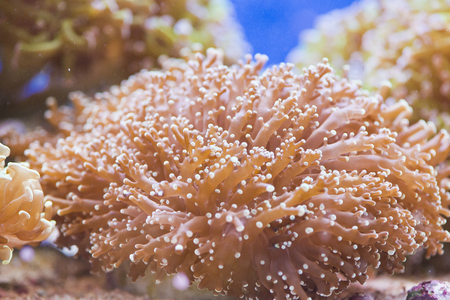 beautiful, colorful hard coral - euphyllia paradivisaの写真素材