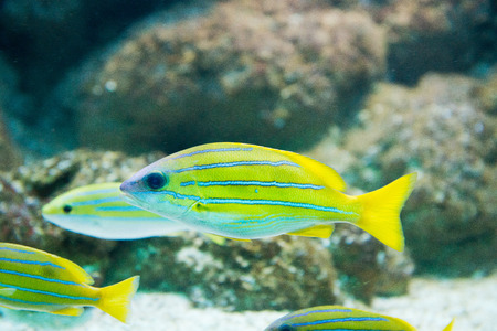 saltwater fish Lutjanus kasmira - Bluestripe snapperの写真素材