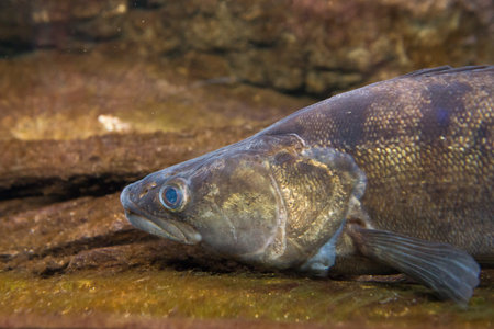 portrait of freshwater fish Pike Perch - Sander lucioperca
