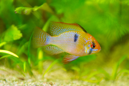 freshwater fish - Mikrogeophagus ramirezi,ram cichlid,maleの写真素材