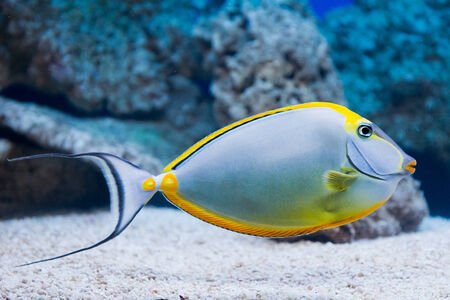 Naso lituratus - barcheek unicornfish - saltwater fishの写真素材