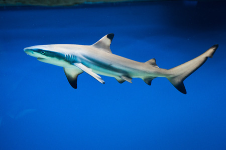 Carcharhinus melanopterus -  blacktip reef shark - saltwater fishの写真素材
