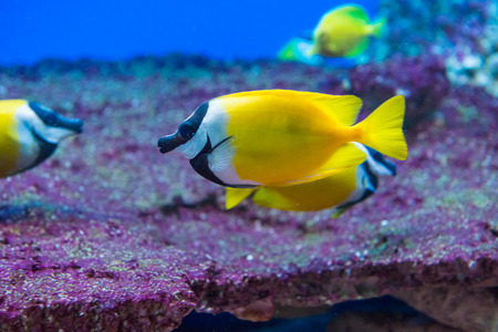saltwater fish foxface rabbitfishの写真素材