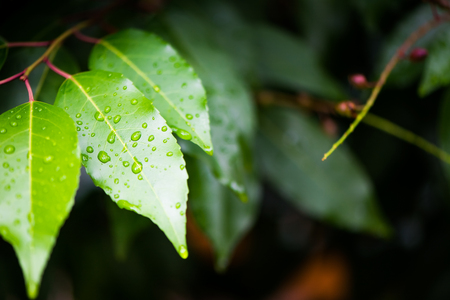 closeup of a green, wet leavesの写真素材