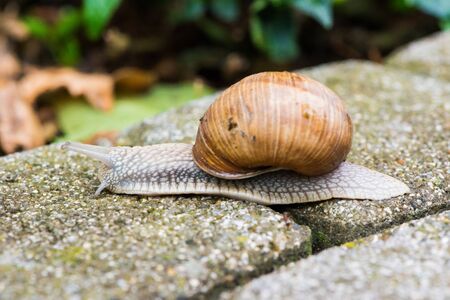 close up to snail helix pomatiaの写真素材