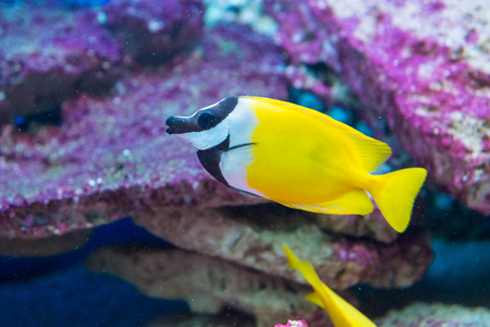 saltwater fish foxface rabbitfish. Siganus vulpinusの写真素材