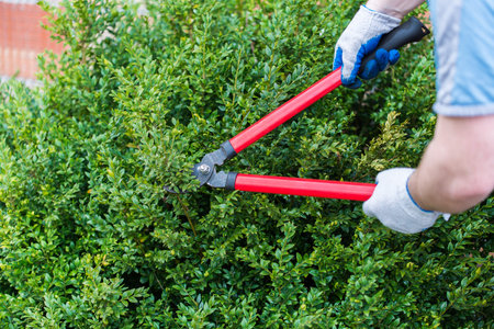 gardener trimmed boxwood, huge, red pruning shears