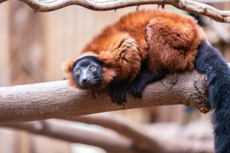 Red ruffed lemur he looks at the lens