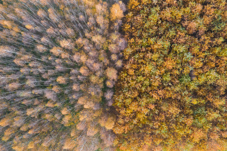 two types of trees, birches on the left, oaks on the right