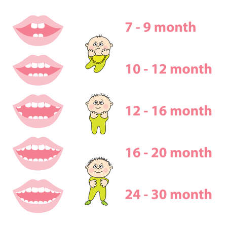 how to grow your baby's teethのイラスト素材