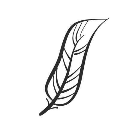 Feather.  stylized, peacock feather on a white background. illustration.のイラスト素材