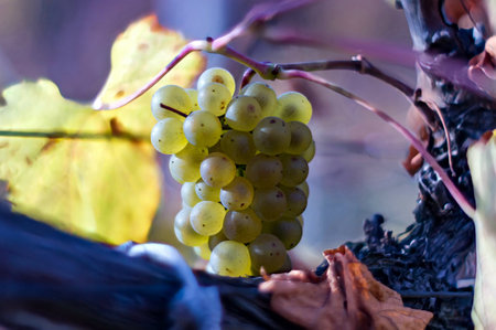 bunch of white grapes on a vineyard in autumn, close upの写真素材