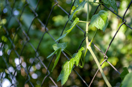 Climbing plant on a chain link fence in the garden.
