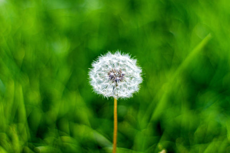 Dandelion on a green meadow in the rays of the sunの写真素材