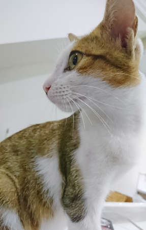 Cat cute rass indonesiaのeditorial素材