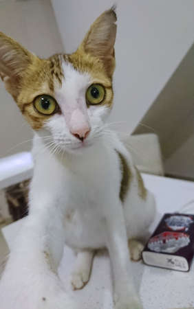 Cat selfie Style Cuteのeditorial素材