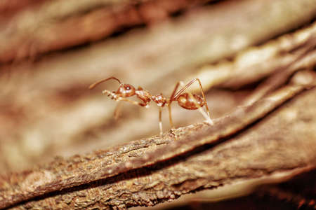 Red ant on the woodの写真素材