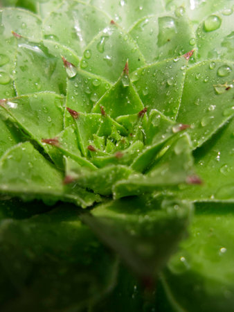 Houseleek plant, sempervivum tectorum, succulent - の写真素材