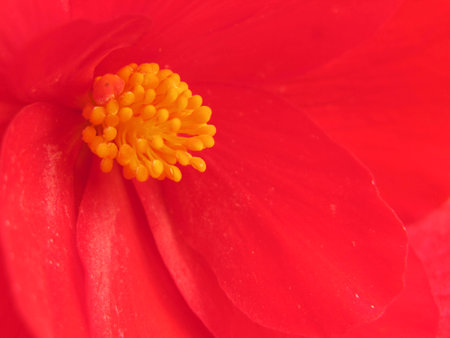 Close Up of a beautiful red blossomの写真素材
