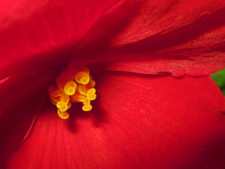 Close Up of a beautiful red blossomの写真素材