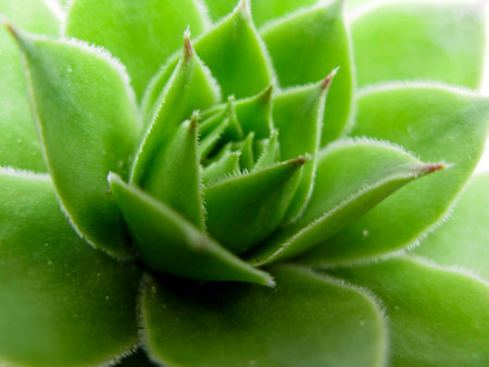 Houseleek plant, sempervivum tectorum, succulent - の写真素材