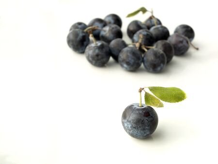 Sloe,Prunus spinosa - blackthorn on a white background 5の写真素材