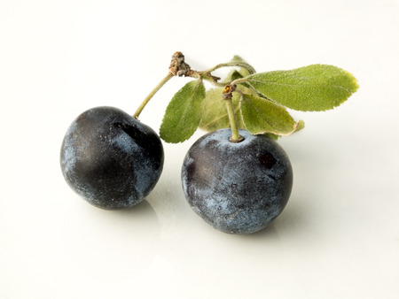 Sloe,Prunus spinosa - blackthorn on a white background 7の写真素材
