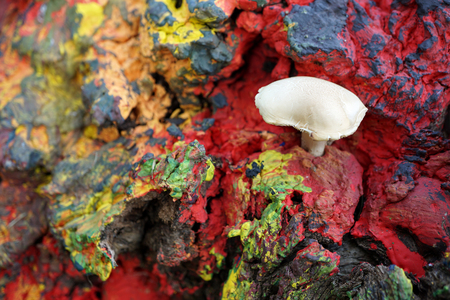 Close-up of wild mushroom sprouted on the tree stump painted with many coloursの写真素材