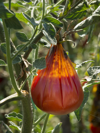 Hail Damaged  Tomatoes with mold decaying on a garden tree 4の写真素材