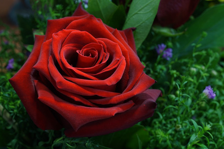 Red velvet rose, close up. Foliage and floral background.Selective focus, shallow depth of field.の写真素材