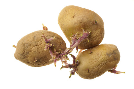 Organic seed potatoes with sprouts isolated on white.
Sprouting tubers of Solanum tuberosum.
Close up nature.
Agriculture, gardening concept.の写真素材