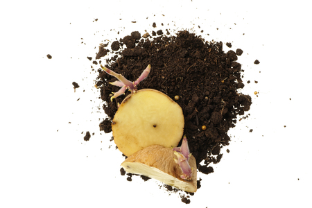 Organic seed potato with sprouts,Â cut into chunks.Sprouting pieces of Solanum tuberosum placed in the soil.Isolated on white.Close up nature. Agriculture, gardening concept.の写真素材