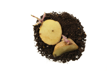 Organic seed potato with sprouts,Â cut into chunks.
Sprouting pieces of Solanum tuberosum placed in the soil.
Isolated on white.
Close up nature. 
Agriculture, gardening concept. の写真素材